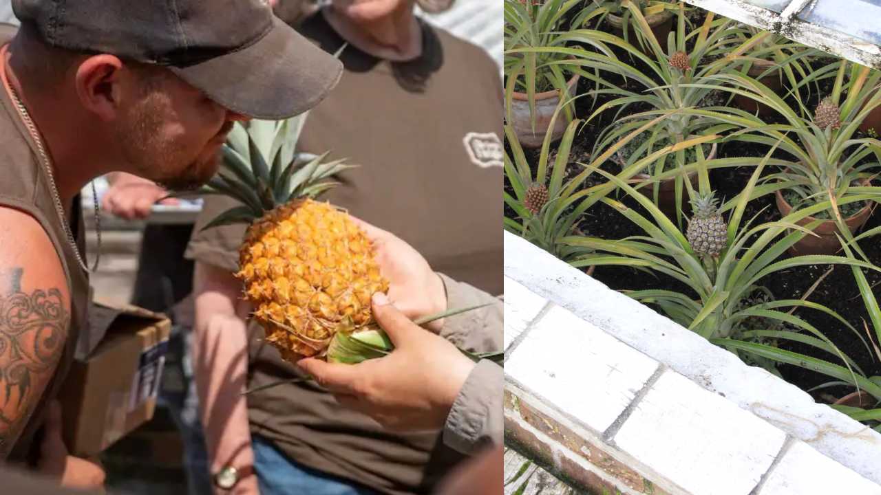 Heligan pineapple : వామ్మో ఈ పైనాపిల్ ధర లక్ష రూపాయలా?? ఏంటో స్పెషల్??