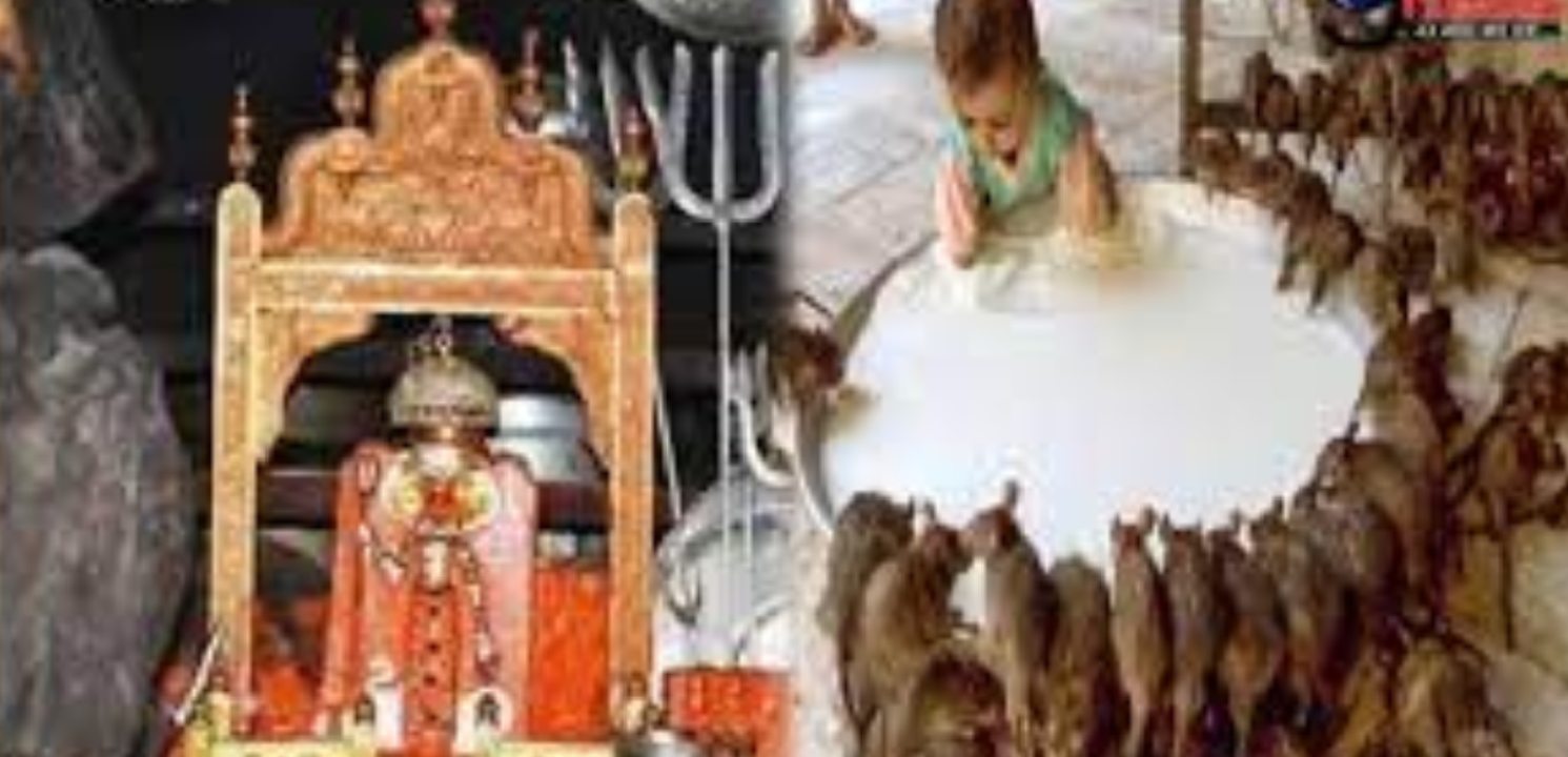 Rat Temple:ఎలుకలకు పెట్టే నైవేద్యమే దైవ ప్రసాదం… ఎక్కడో తెలుసా?