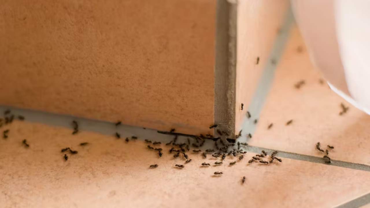 Ants : చీమల బారి నుండి తప్పించుకోవడం ఎలా ?
