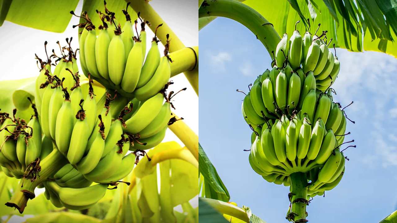 Bananas : అరటి పండ్లు వంకరగా, పైకే ఎందుకు పెరుగుతాయో తెలుసా..?