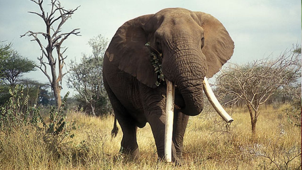 Death of an elephant: దారుణం.. పొలాల్లోకి వెళ్తున్న ఏనుగు.. విద్యుత్ షాక్ తగిలి మృతి