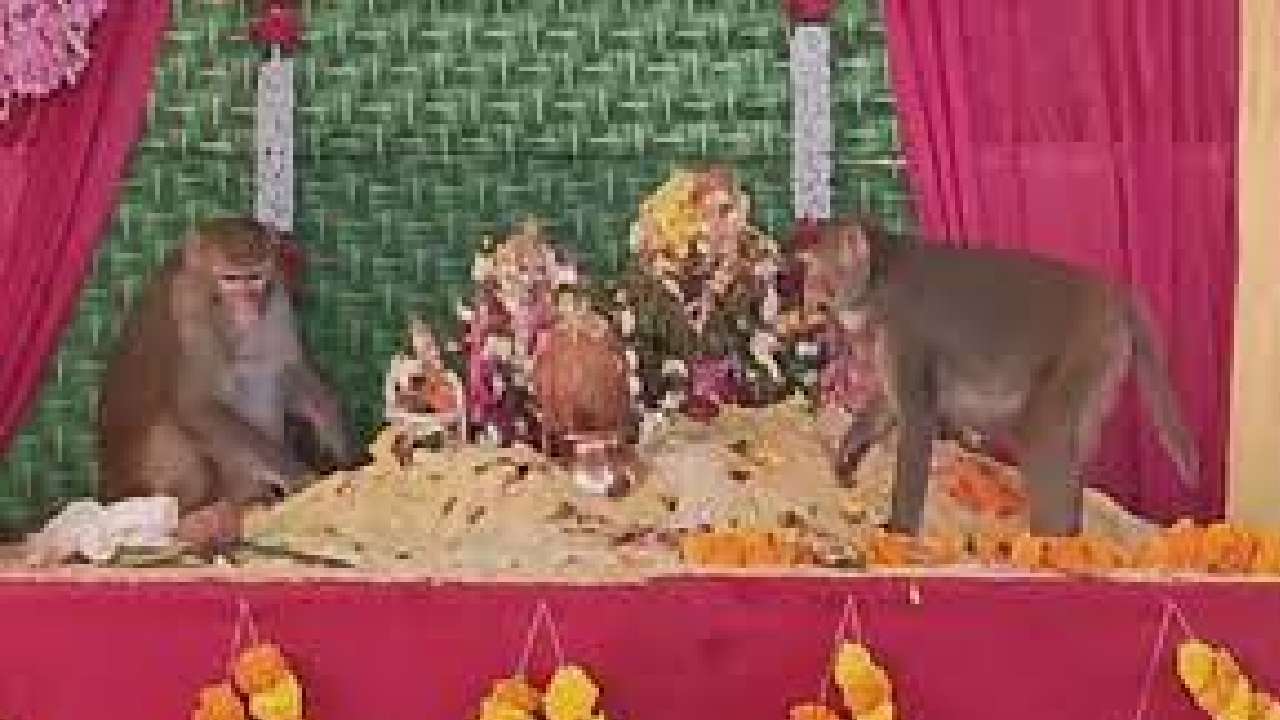 Sri Rama Navami: రాములోరి కళ్యాణంలో అరుదైన దృశ్యం.. వధూ వరులను ఆశీర్వదించిన వానరాలు !